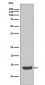 Anti-Histone H2A.X H2AFX Rabbit Monoclonal Antibody